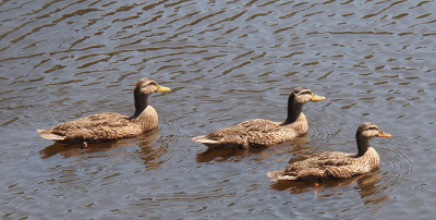 [The three ducklings swimming from left to right in the pond. Minnie is on the bottom and has a skinnier, shorter neck and while her body is just as full as her siblings, her overall length is noticeabley shorter.]